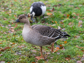 A young wild goose in a city park eats green grass in autumn
