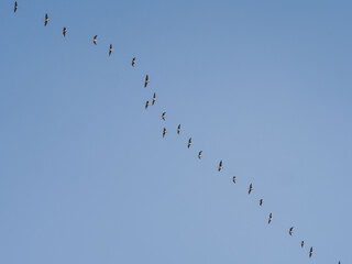Migratory birds, a flock of geese flying south in autumn