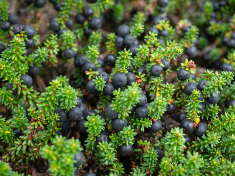 Black crowberries with green leaves in the summer in a forest in Karelia, northwestern Russia