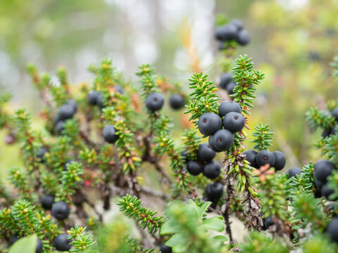 Black crowberries with green leaves in the summer in a forest in Karelia, northwestern Russia