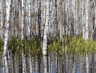 Birches, birch grove flooded during spring flood. Birch trunks reflected in water