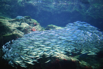 長崎県　九十九島水族館海きらら　水族館