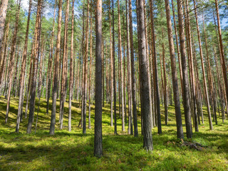 Fototapeta premium Pine forest in sunny weather in summer