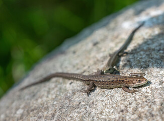 Lizards on a stone in the forest in summer on a sunny day