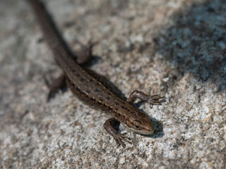Lizard on a stone in the forest in summer on a sunny day