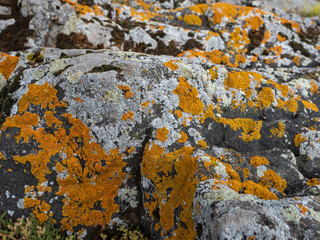 Orange lichen on rocks on the lake shore in summer