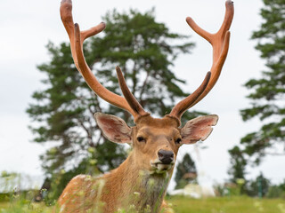 Sika deer in the nature zoo
