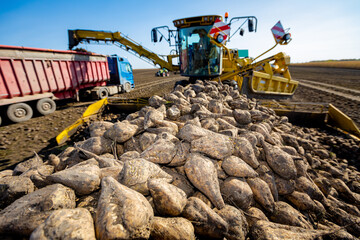 Obraz premium Pile of sugar beet, collecting, loading into a truck for transportation