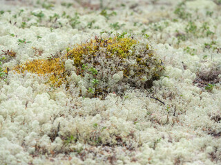 White lichen moss in a pine forest in Karelia, northwest Russia