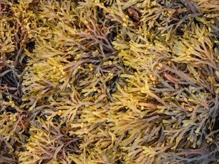 Fucus seaweed on rocks on the beach at low tide in the White Sea
