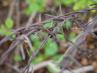 Old sharp rusty barbed wire
