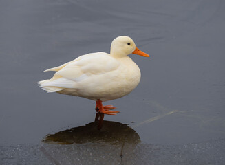A white duck with an orange beak stands on thin ice on a lake