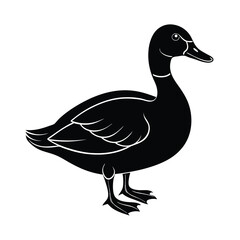duck isolated on white