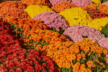 Fondo de flores de jardín con un vibrante colorido, crisantemos. Flores en el New York Vietnam Veterans Memorial Plaza Square de Nueva York en un día soleado, EE. UU.