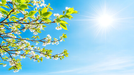 Bright sunlight shines on blooming cherry blossom branches against clear blue sky, creating serene and uplifting atmosphere