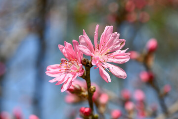 Obraz premium キクモモ