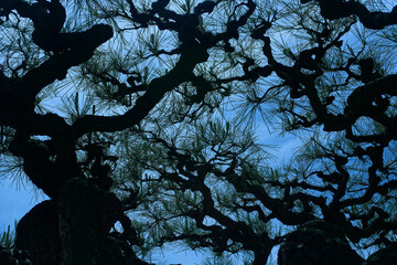 水面に映る緑 - 日本の美意識が息づく風景