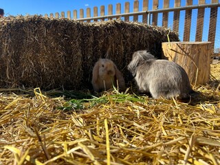 Cute bunny exploring straw-covered ground on a farm, natural rural environment with warm daylight and peaceful atmosphere