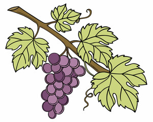 Ripe Purple Grape Bunch on Vine with Green Leaves Vector