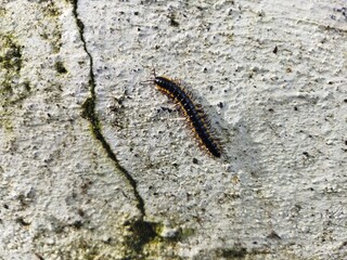 Black millipede caterpillar. Harpaphe haydeniana.