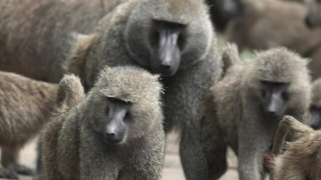 Close up view of Baboons in the woods at Lake Manyara , Tanzania