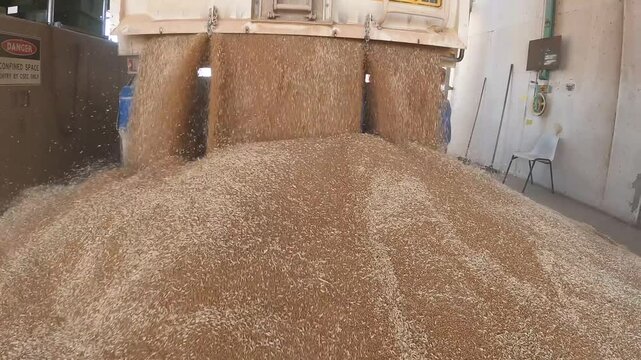 Grain truck carefully reverses over receival grid at WA harvest point. 4K 60fps