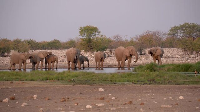 Family of elephants drinking at a waterhole in the Etosha National Park in Namibia in Africa. 