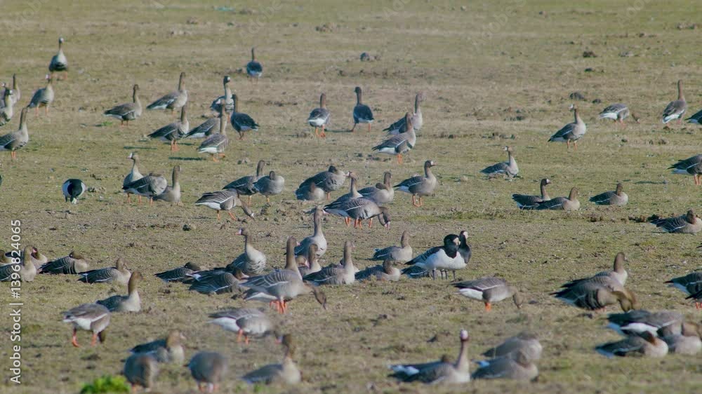 Poster migrating white fronted geese in spring resting in grasslands