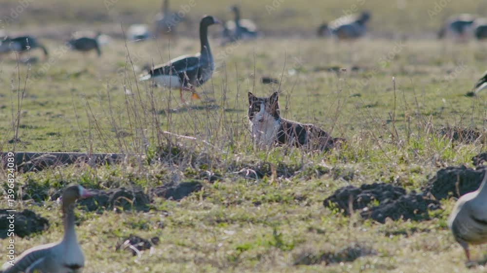 Poster migrating white fronted geese in spring resting in grasslands