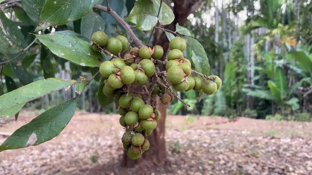 Sapindus drupes on tree in rural area of ​​India. Close up, handheld