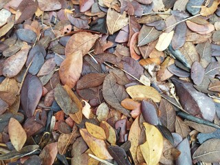 Stack dry leaves from above.