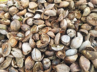 Pile of coconut shells. 