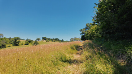 Tranquil sunny summer landscape with green fields and hills.