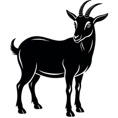 Obraz premium Goat-with-white-background. 