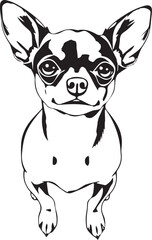 Chihuahua dog . Hand drawn vector illustration