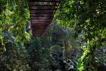 Tropical rainforest at Mae Kampong village, Northern Thailand