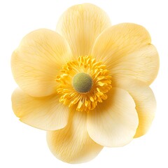 Golden Blossom: A captivating close-up of a luminous golden flower, its delicate petals unfurling in a symphony of color, revealing a heart of sunshine and grace.