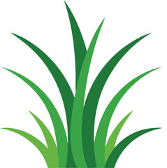 Simple grass isolated on white background