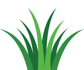 Simple grass isolated on white background