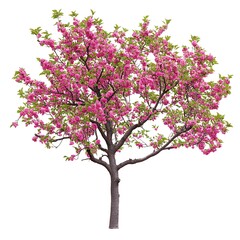 Fototapeta premium Cherry Blossom Tree in Full Bloom: A vibrant tree explodes with pink cherry blossoms, its branches reaching towards the sky in a display of natural beauty and springtime renewal.
