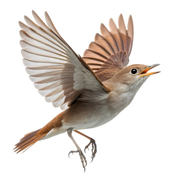 Common Nightingale Bird in Flight, Wildlife Photo on transparent background