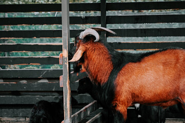 Black and brown goat interacting with a wooden fence in a rural setting