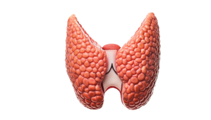 anatomical structure of thyroid gland isolated on transparent background