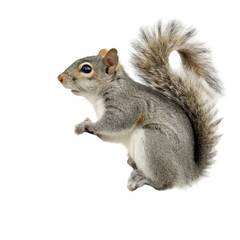 Eastern Gray Squirrel, Rodent, Wildlife Image on transparent background