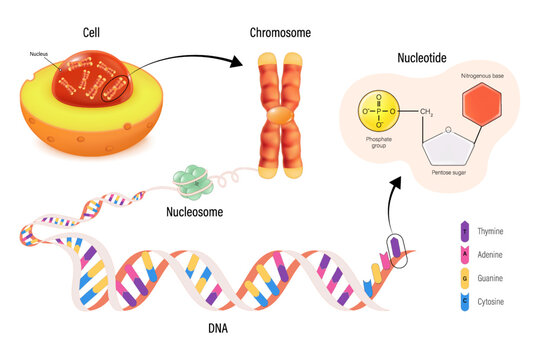 Cell, Chromosome , nucleosome and DNA(Deoxyribonucleic Acid). Thymine, Adenine, Guanine, Cytosine, Sugar phosphate backbone and base pair. Nucleotide structure.