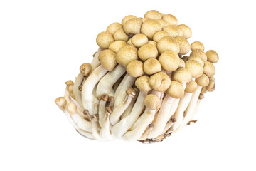 Fresh, natural brown mushrooms, a healthy vegetable ingredient isolated on white