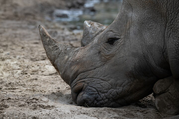 Rhinoceros resting peacefully in sandy habitat near water source