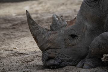 Rhinoceros resting in the dirt during a sunny afternoon