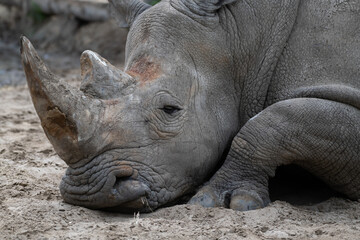 Obraz premium Rhinoceros resting on sandy ground during a warm afternoon in nature