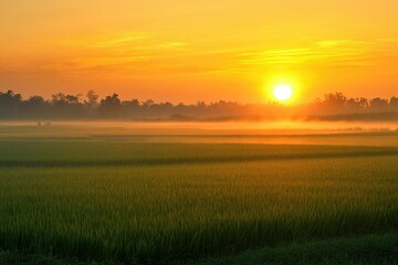 Sunrise paints a golden hue over a misty rice paddy, creating a serene and peaceful landscape.